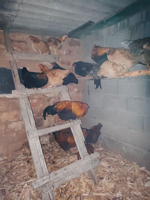 Жерлік қораздар сатылады