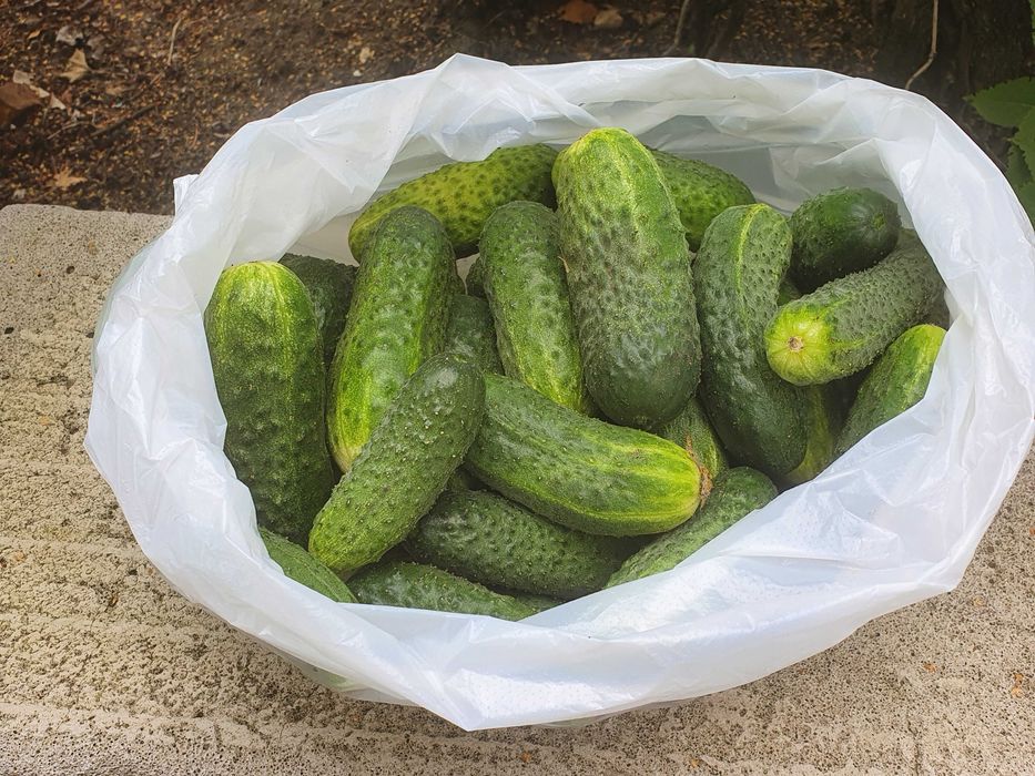 Продам огурцы дачные