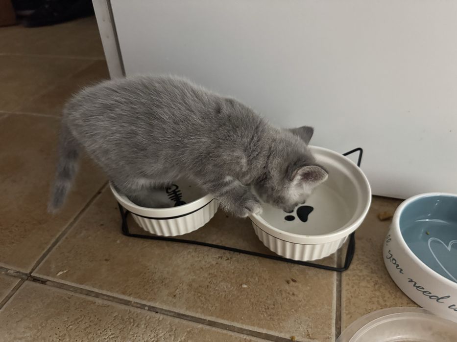 Котята британцы