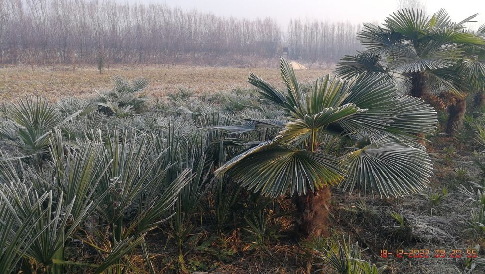 Пальма Трахикарпус Palma Trachycarpus gul