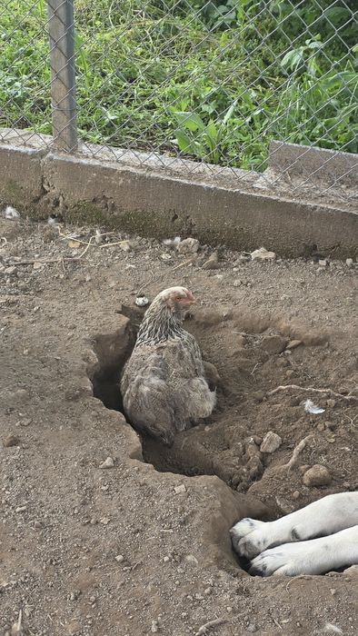 Продаются подросшие куры.