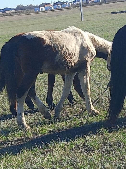 Тай тай ұрғашы еркек