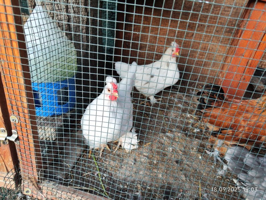 Cocoșei sebright și cocoșei pitici