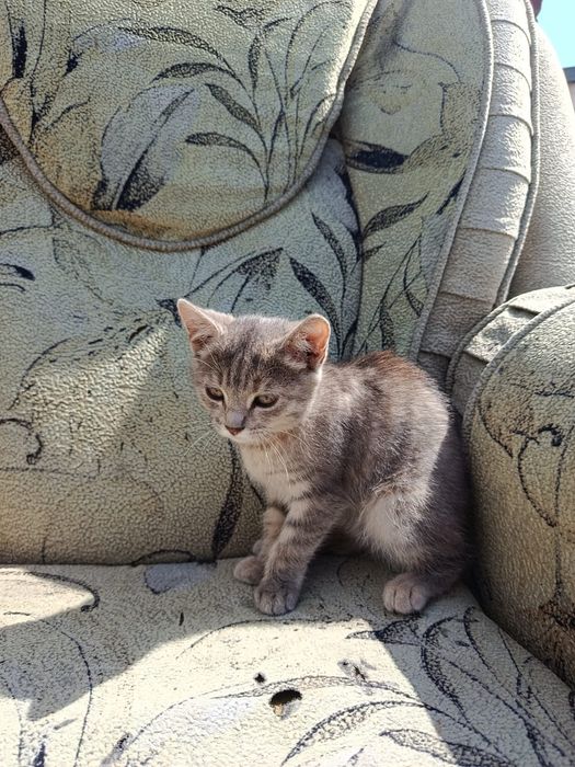 Одам котят бесплатно