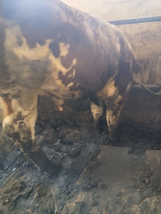 Откорм бұқалар сатылады