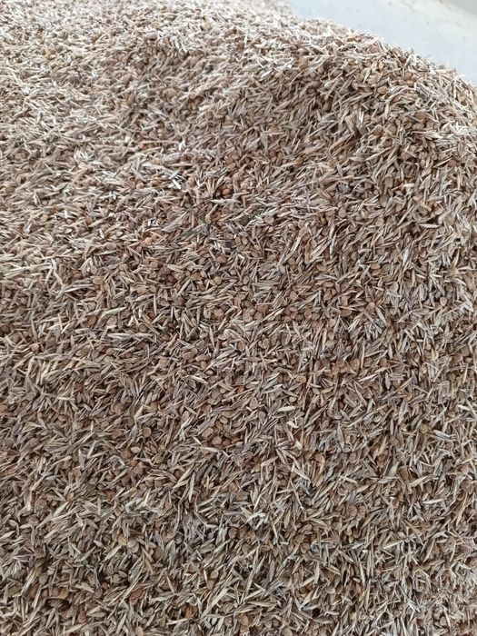 Sămânță Sparceta Certificata, Bromus inermis, Amestec furajer, Iarba