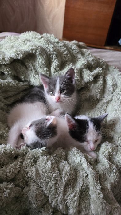 Котята девочки в добрые руки.