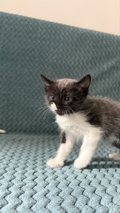 Котёнка бесплатно отдадим