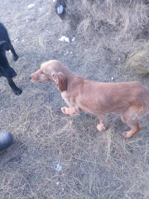 Продам шинок хорошый