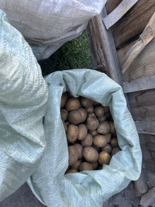Продам семенную картошку сорт Гала