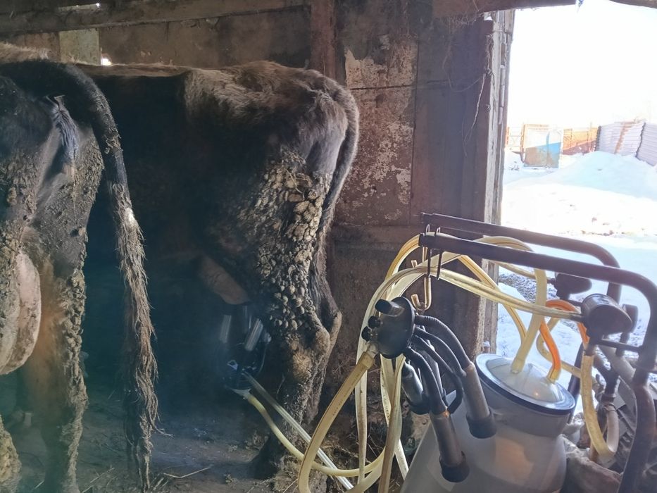 Продам дойную корову