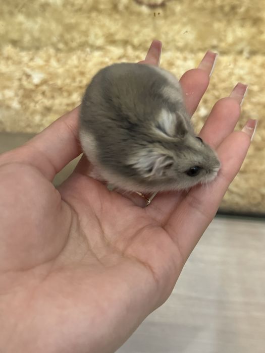 Хомяк джунгарский