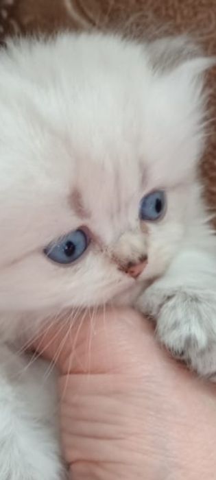 Котята окрас шиншила