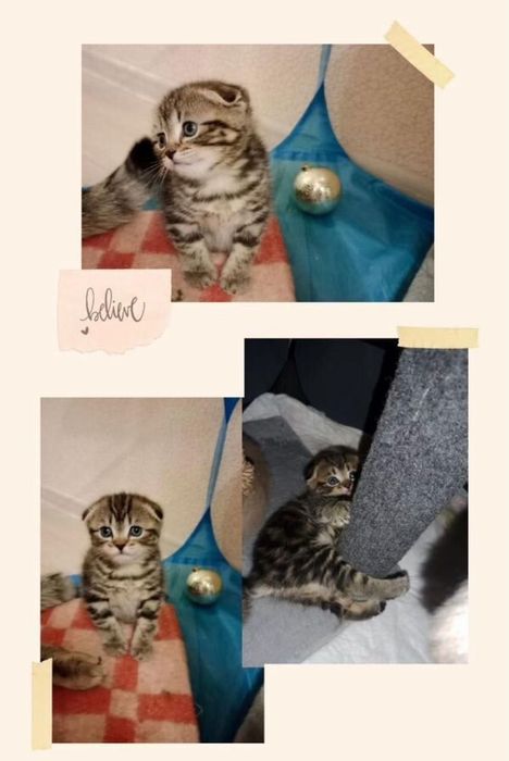 Продам шотландских котят