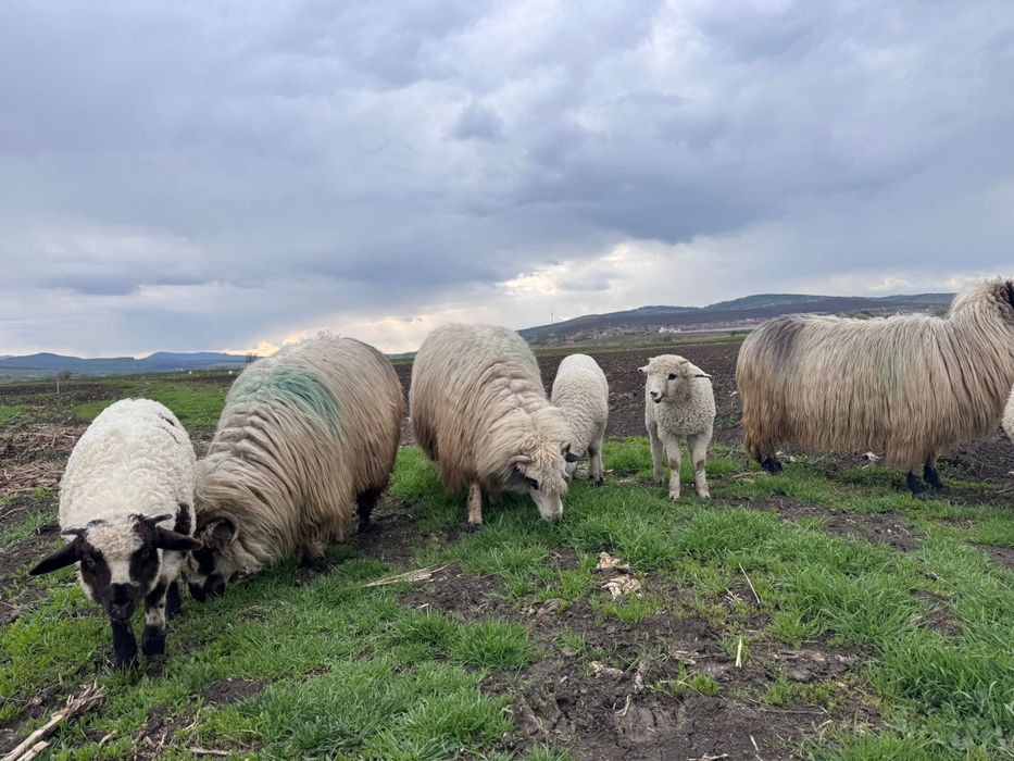 Oi cu miei de vanzare