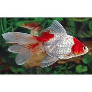 Carasi Oranda/Pesti de acvariu