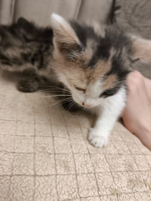 Кошечки бесплатно