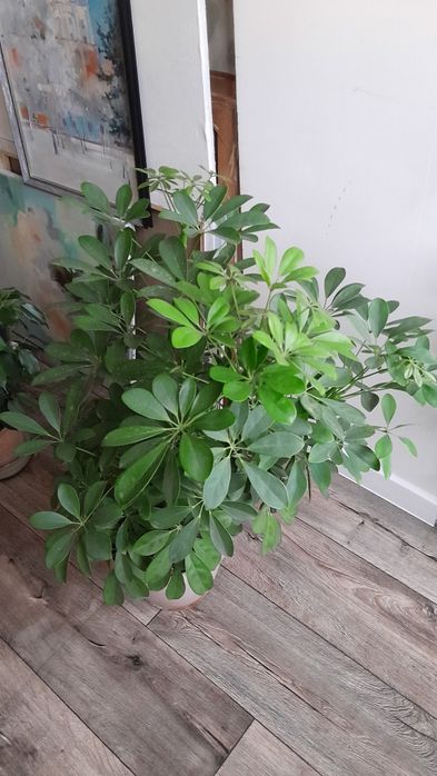 Шеффлера крупная