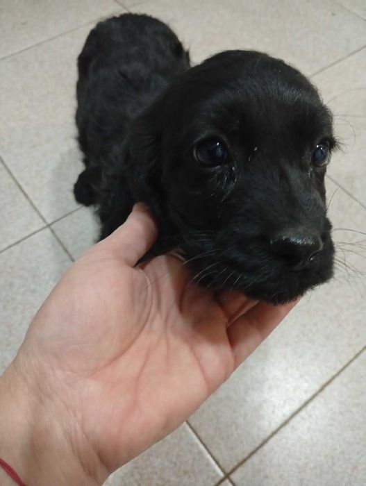 Кученца търсят любящи собственици