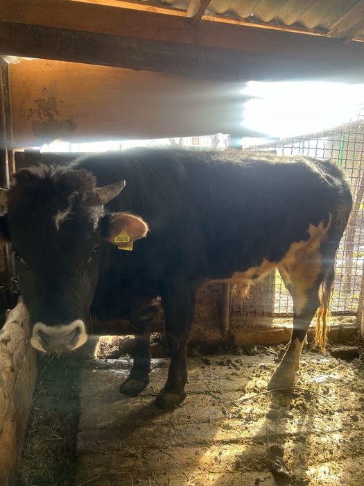 Продам здорового быка