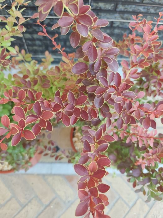 Кустарники для ландшафта