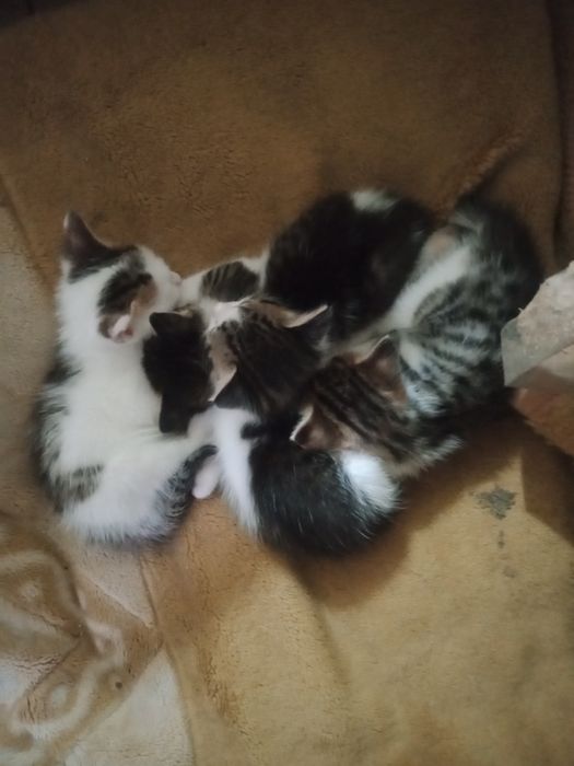 Отдам в добрые руки котят месячных