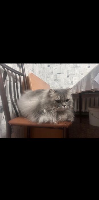 Кот Шотландский *кост*