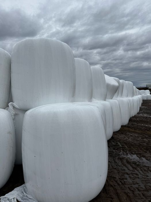 Vindem baloti siloz de porumb 1000 KG