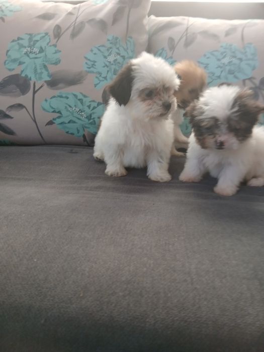 Cățeluși bichon de 8 săptămâni