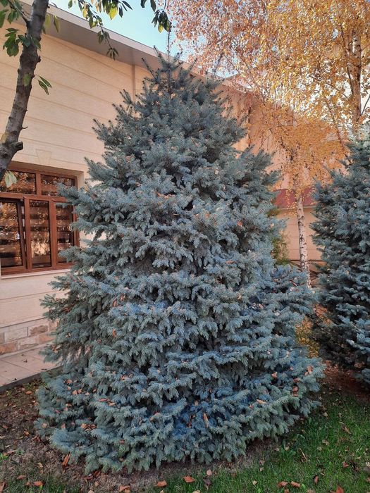 Голубая ель выше 2 метров
