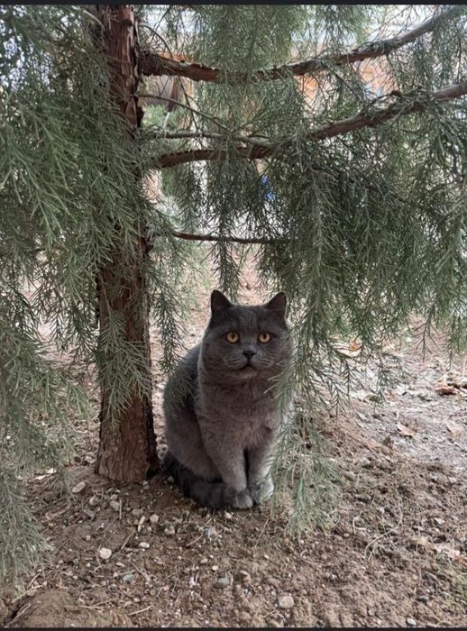 Продаём британский кошку