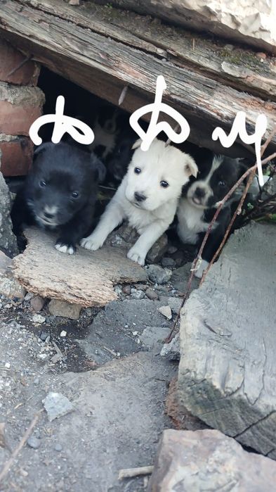 Малышам срочно нужен дом.