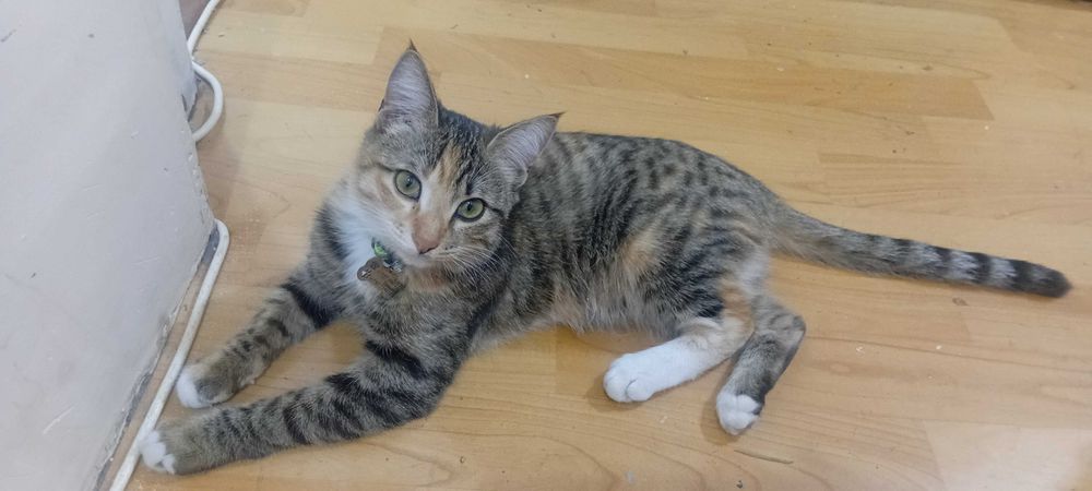 Отдам в хорошие руки котенка - девочку 5месяцев  (от кошки крысоловки)
