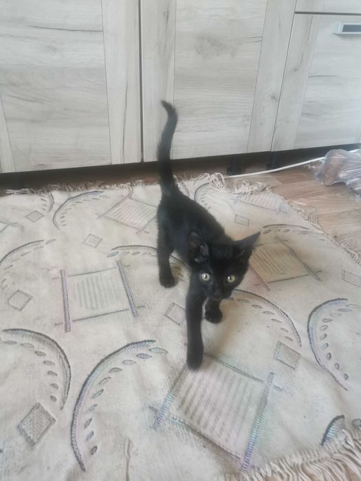 Отдам котенка мальчик