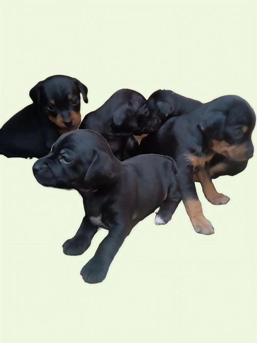 Продам щенят Той-терьера