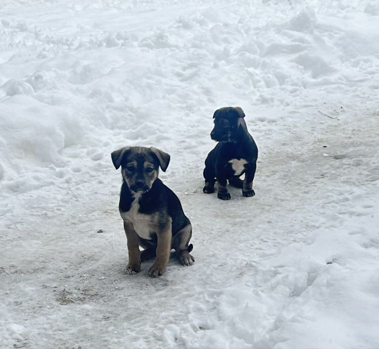 Căutăm stâpăni iubitori