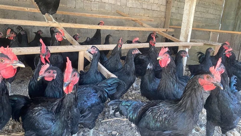 Qora shagzoda jojalari