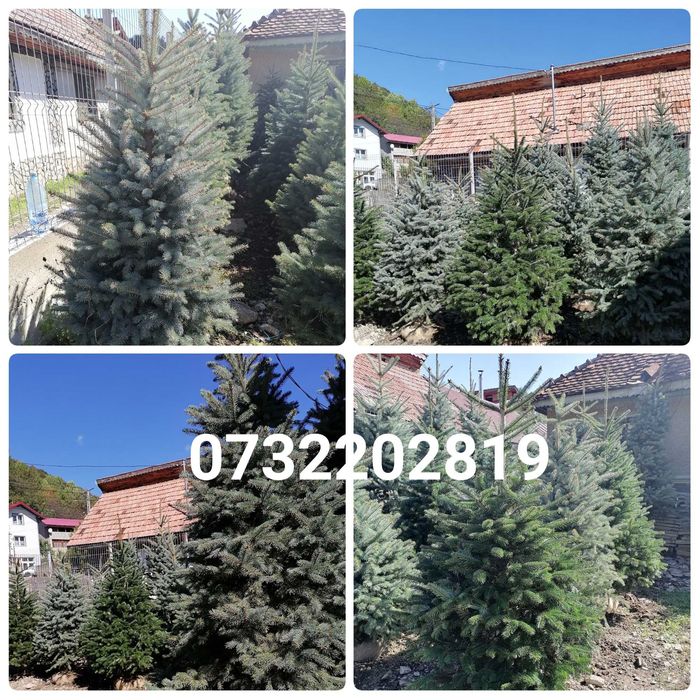 Brazi, mesteacăn, tei, platan, magnolie