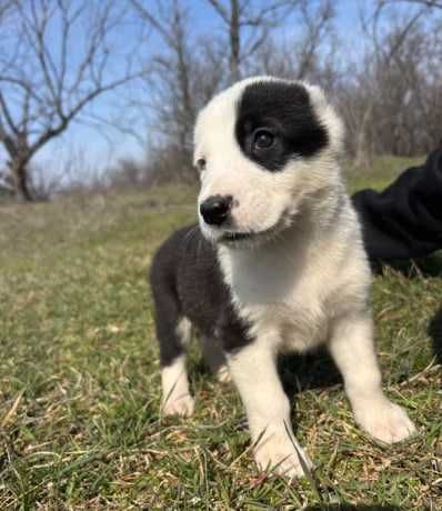 Алабай в хорошие руки