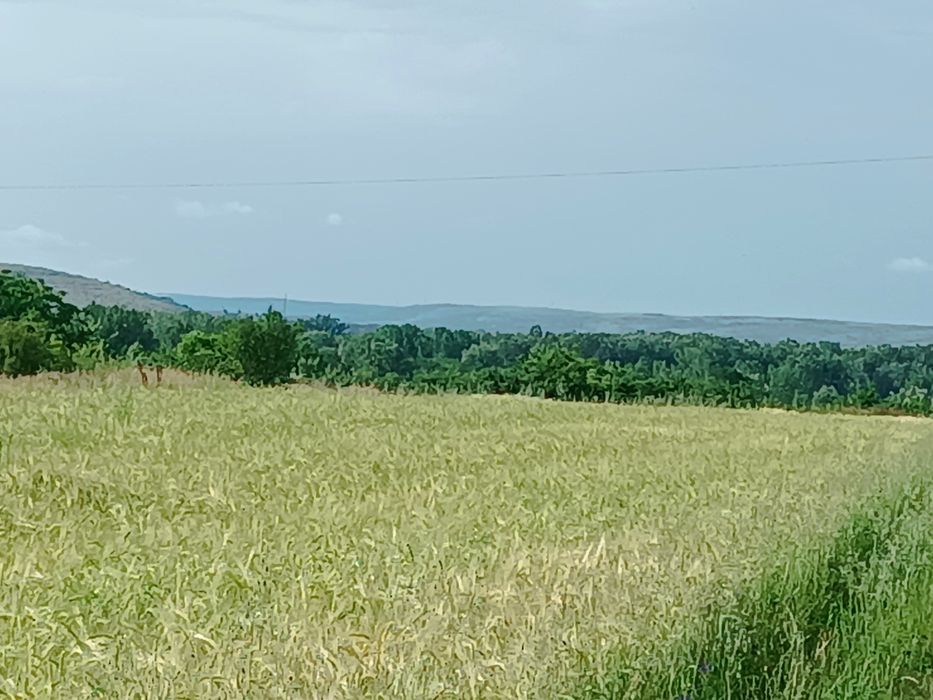 Teren extravilan - Simnicu de Sus, Albești