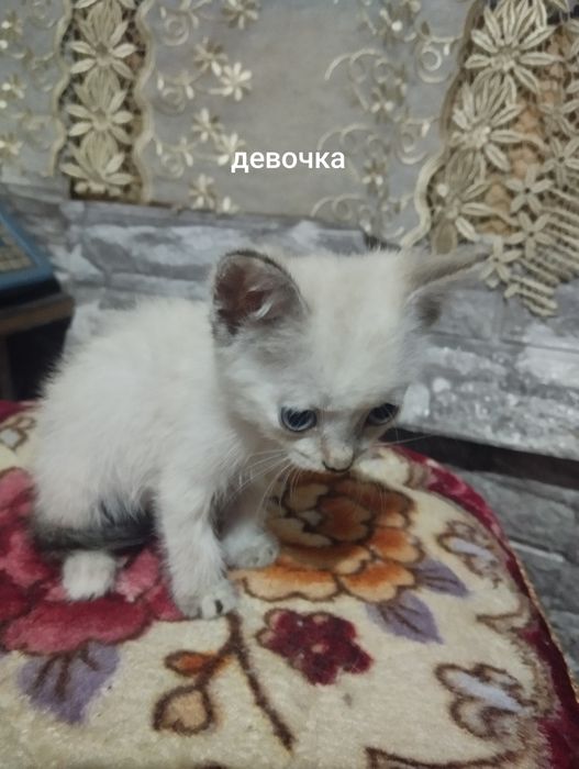Отдам персидских котят