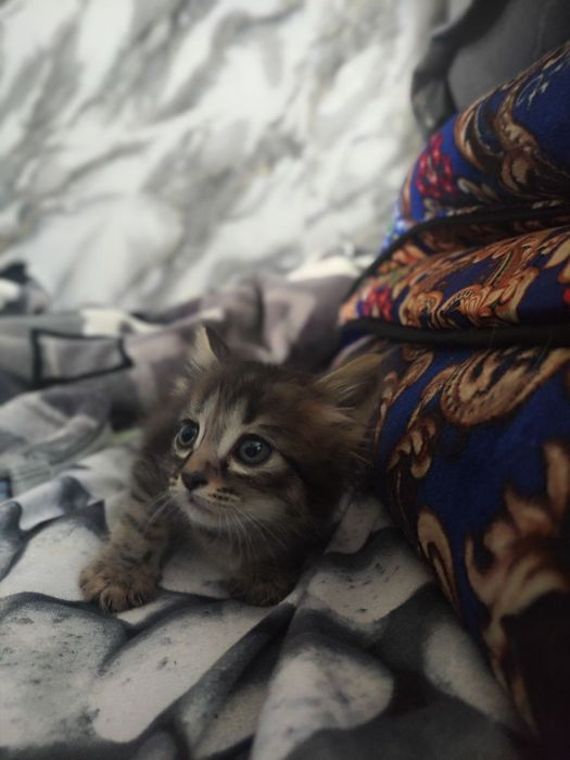 Котята 2,5 мес в хорошие руки