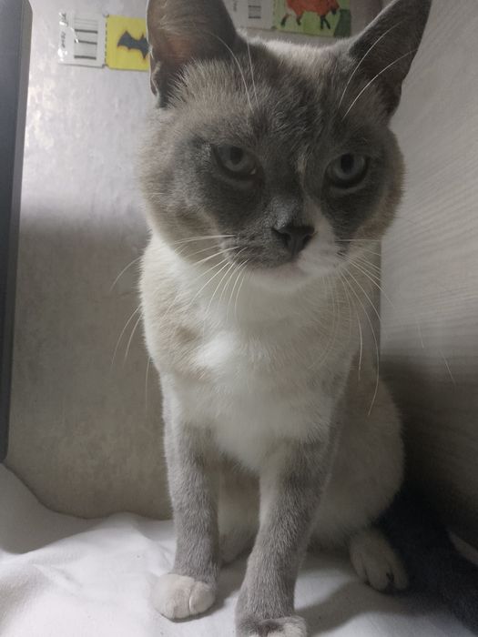 Кот и кошка в добрые руки