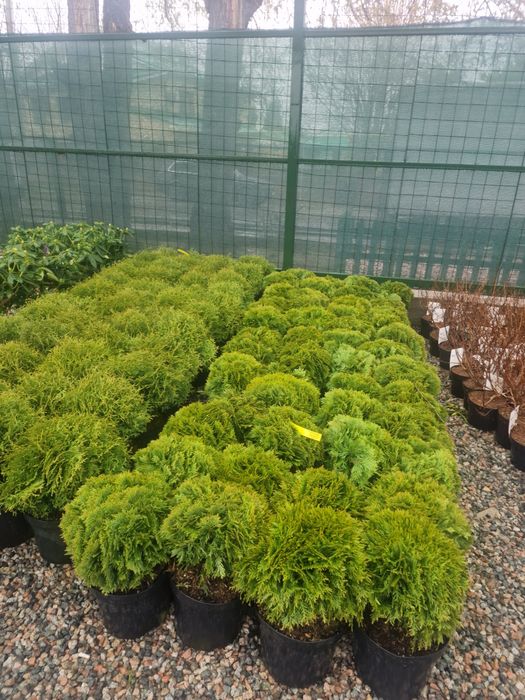 Ели голубые сосна можевельник