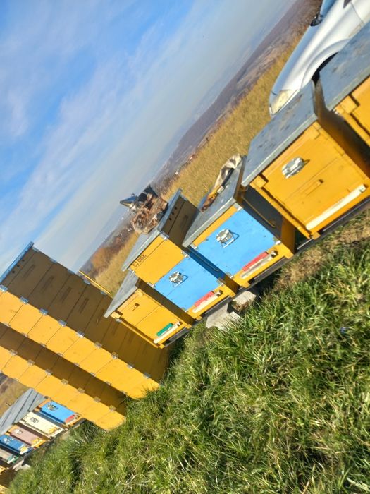 Vand familii albine MER pe rame de 1/2