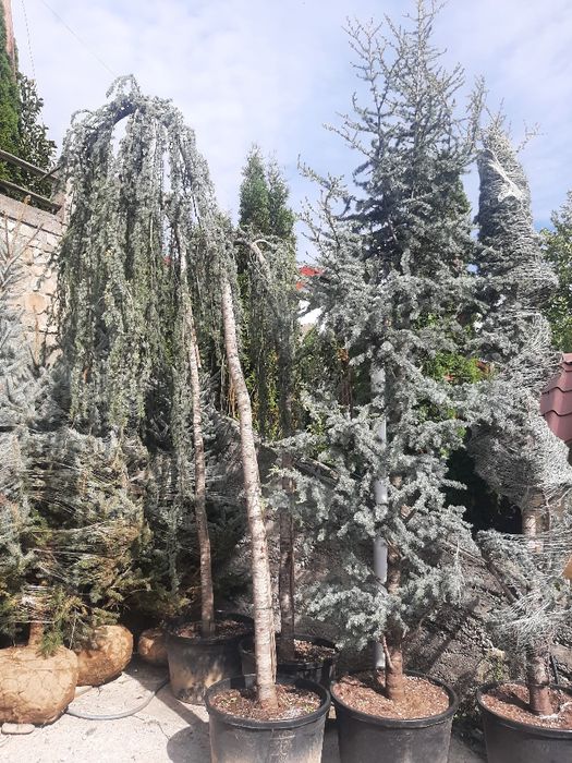 Tuia smarald,Leylandy Brazi Mesteacan Tei Platani