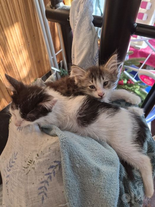 Котята в добрые руки