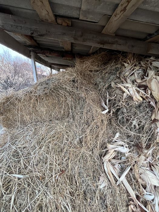 Таза Жоңышқа шөп сатылады