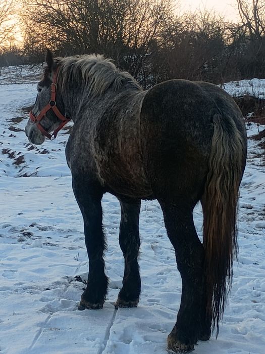 Vând mânz percheron 2 ani jumate