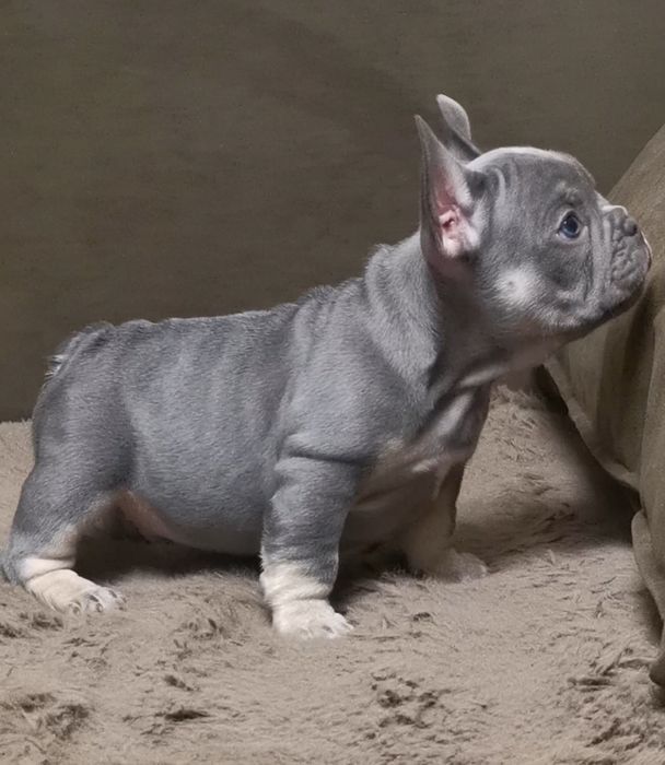 Малыши французики